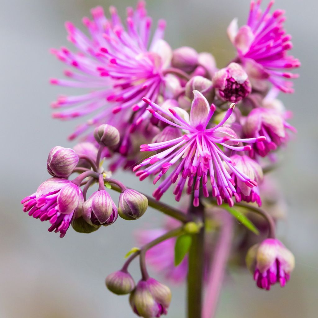 Thalictrum Black Stockings - Wiesenraute