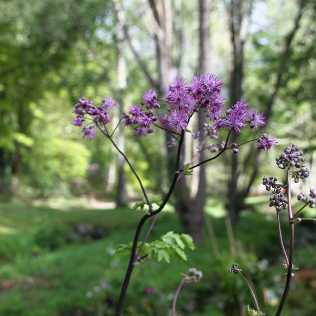 Thalictrum Black Stockings - Wiesenraute