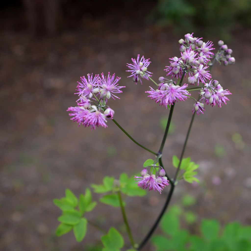 Thalictrum Black Stockings - Pigamon