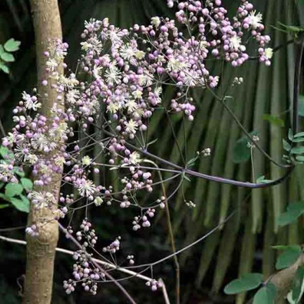 Thalictrum Elin - Wiesenraute