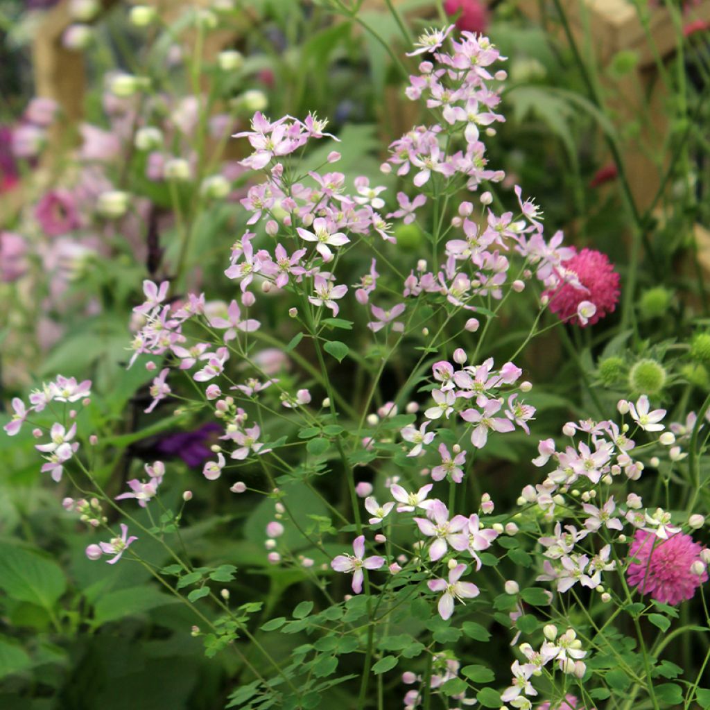 Thalictrum aquilegifolium Fairy Wings - Akeleiblättrige Wiesenraute