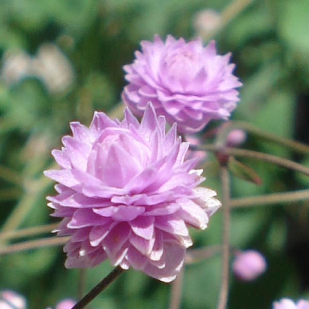 Thalictrum delavayi Hewitt's double - Delavays Wiesenraute