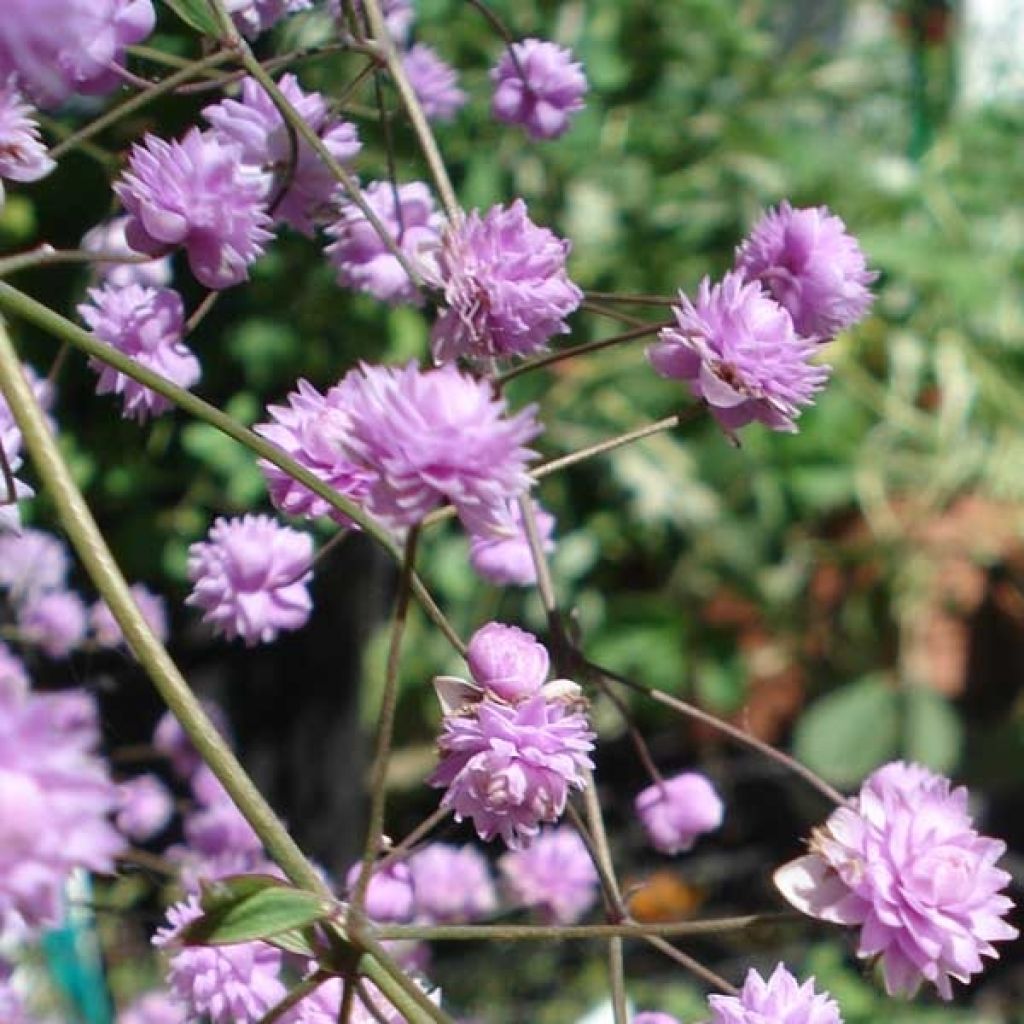 Thalictrum delavayi Hewitt's double - Delavays Wiesenraute