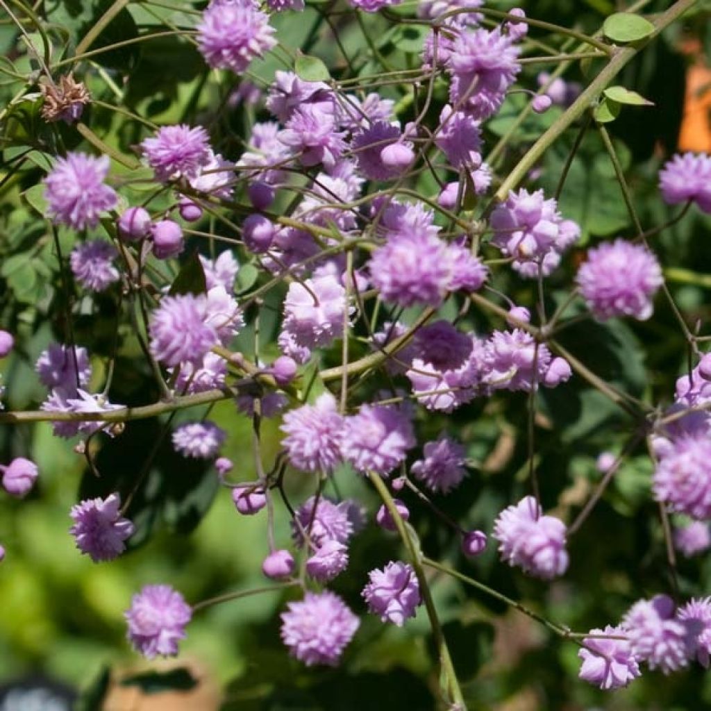 Thalictrum delavayi Hewitt's double - Delavays Wiesenraute