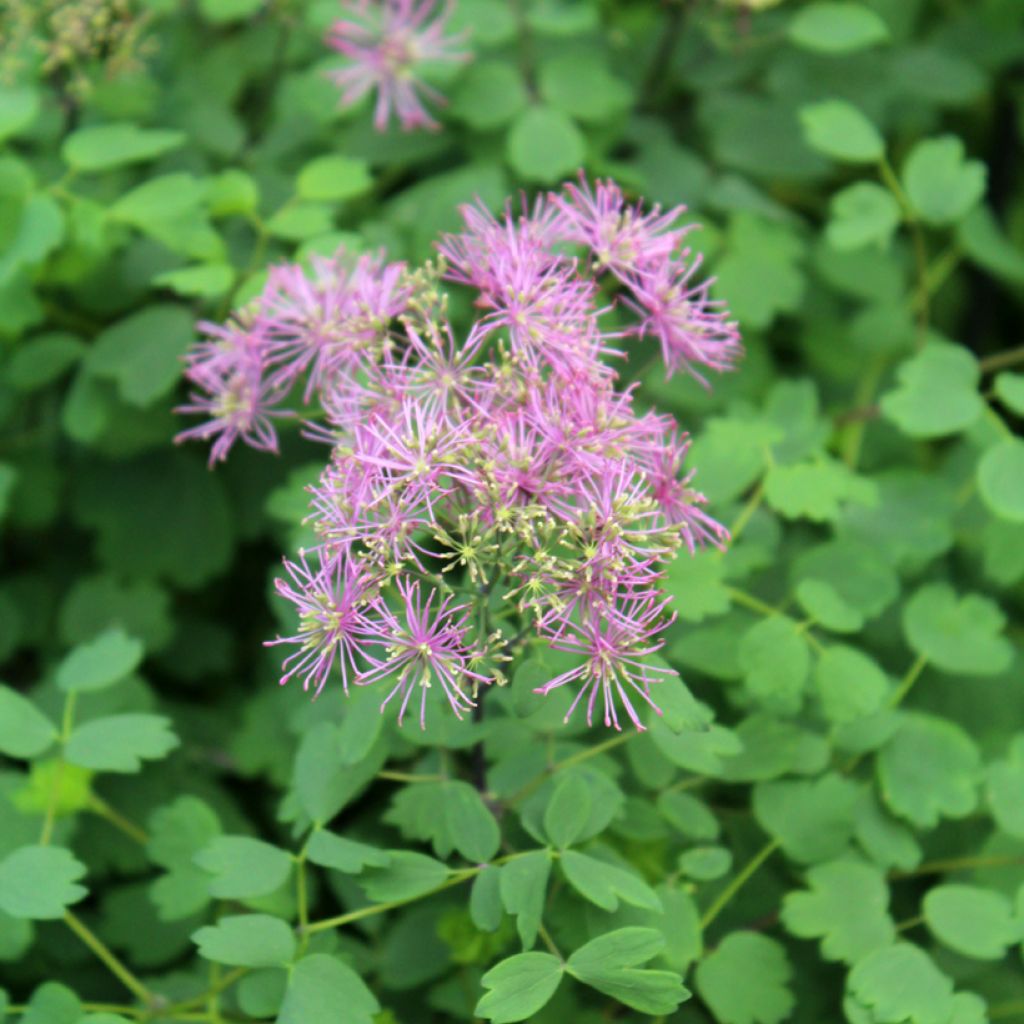 Thalictrum Little Pinkie - Wiesenraute