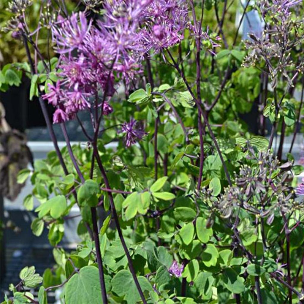 Thalictrum Purplelicious - Wiesenraute