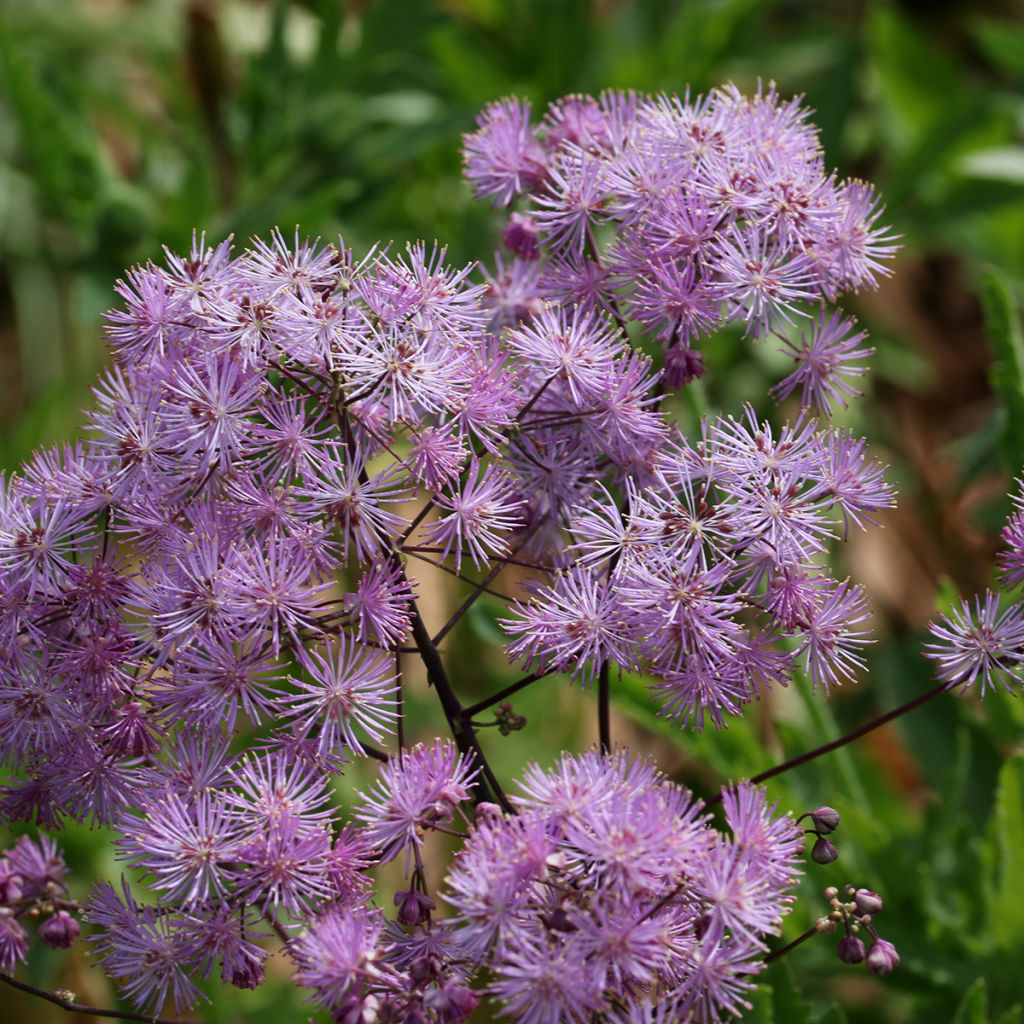 Thalictrum Yulia - Wiesenraute