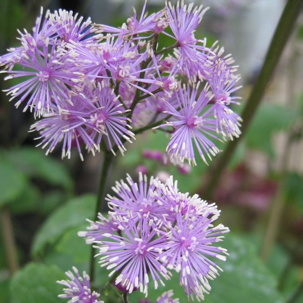 Thalictrum actaeifolium Perfume Star - Wiesenraute