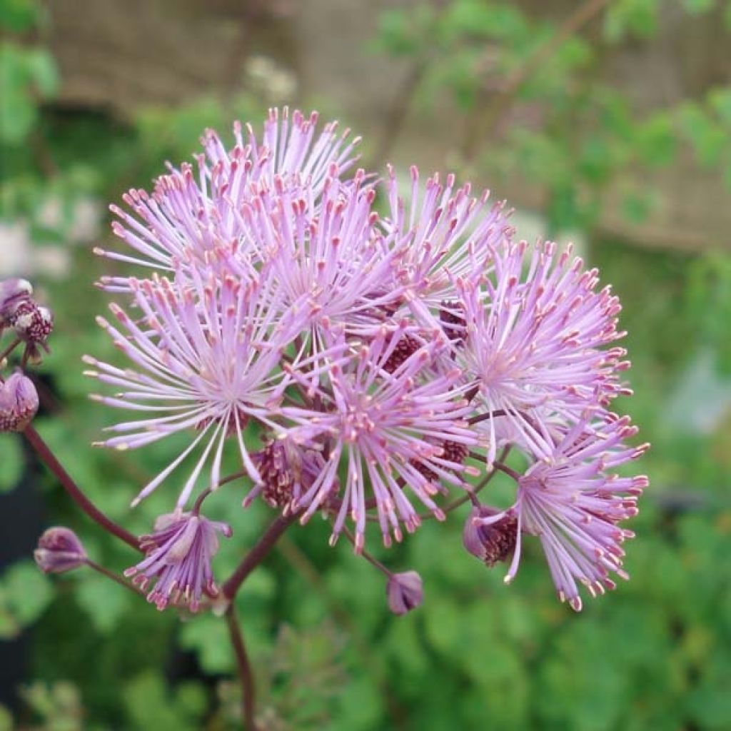 Thalictrum aquilegiifolium - Akeleiblättrige Wiesenraute