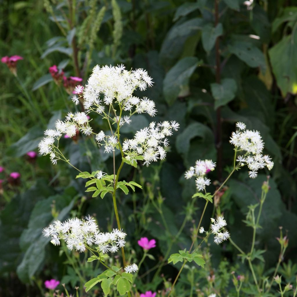 Thalictrum aquilegifolium Album - Akeleiblättrige Wiesenraute