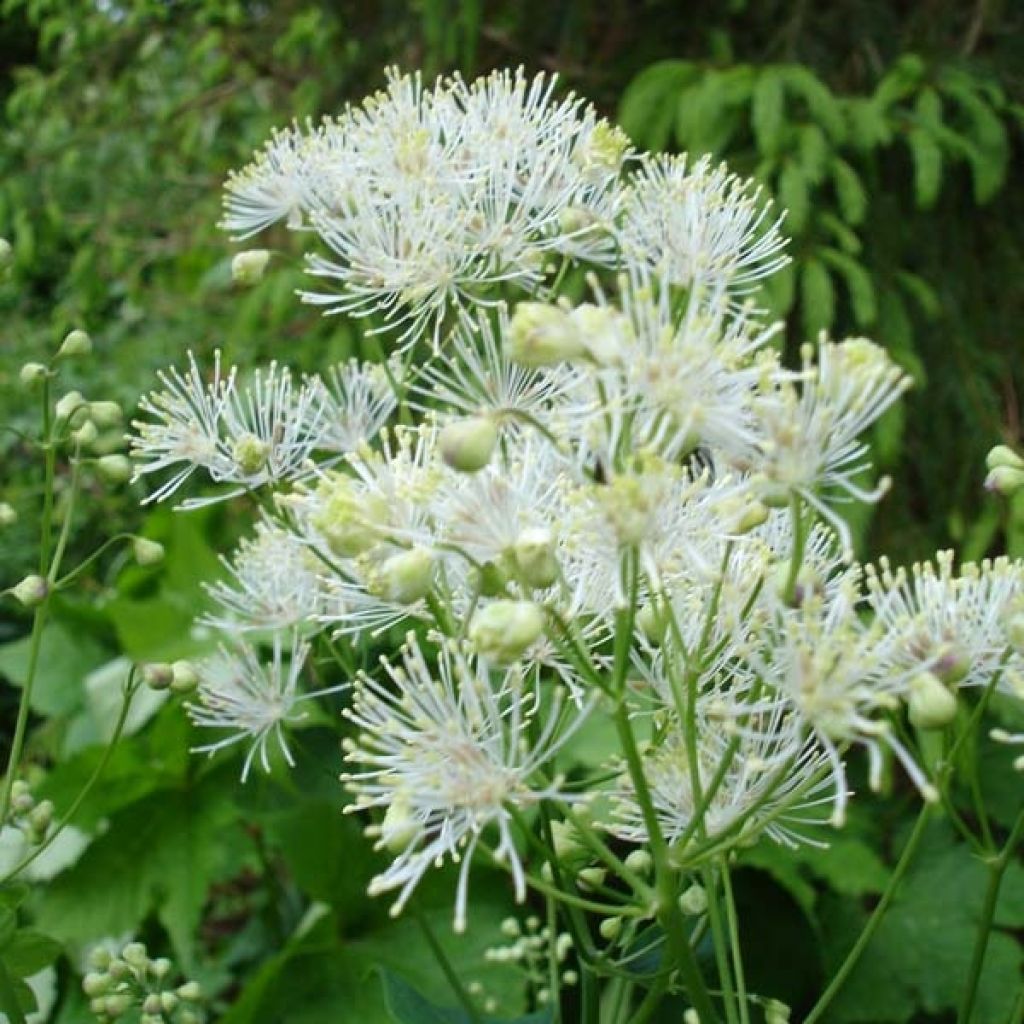 Thalictrum aquilegifolium Album - Akeleiblättrige Wiesenraute