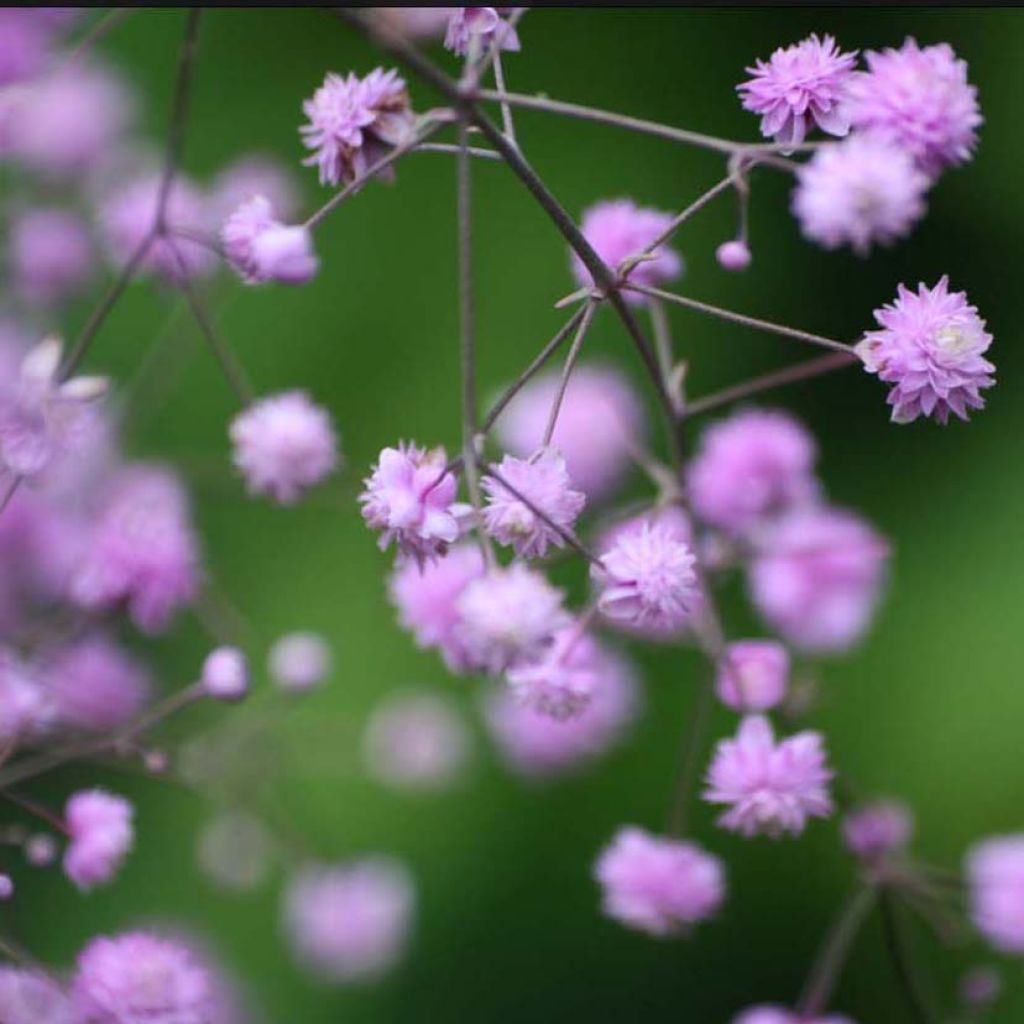 Thalictrum aquilegifolium Thundercloud - Pigamon à feuille d'ancolie