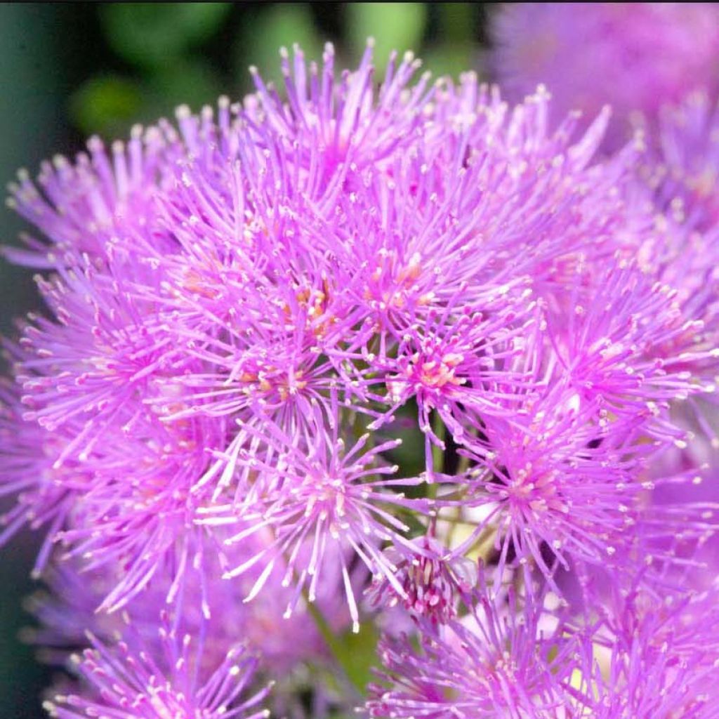 Thalictrum aquilegifolium Thundercloud - Pigamon à feuille d'ancolie