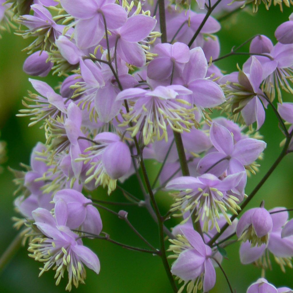 Thalictrum delavayi Ankum - Pigamon