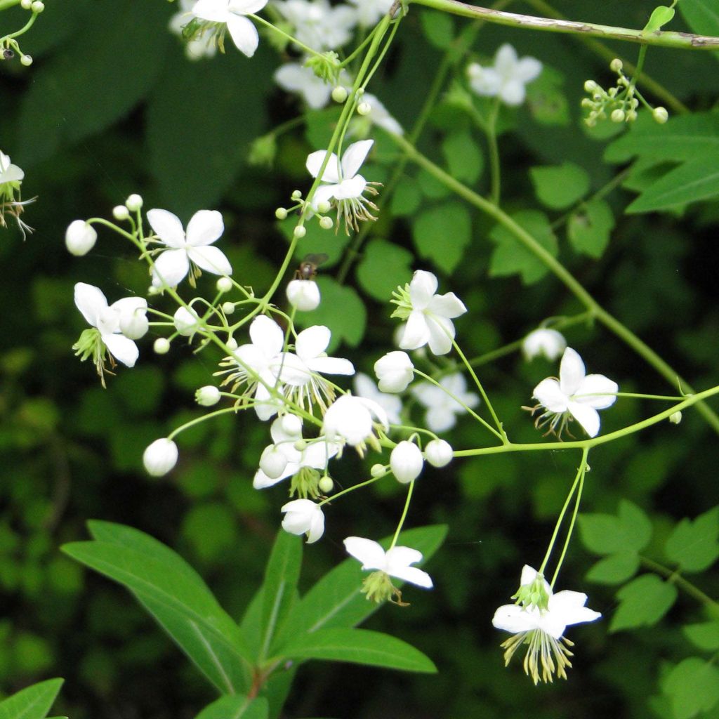 Thalictrum delavayi Splendide Album - Delavays Wiesenraute