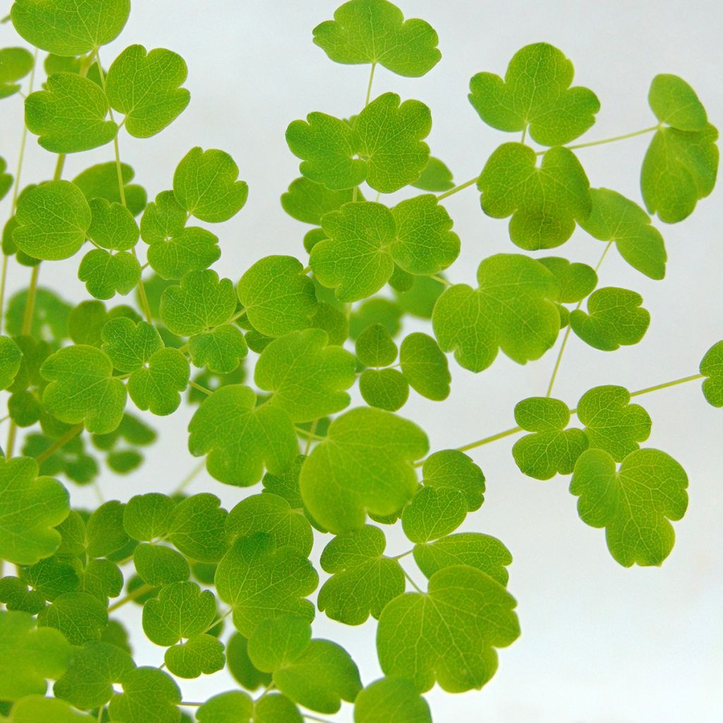 Thalictrum delavayi Splendide Album - Delavays Wiesenraute