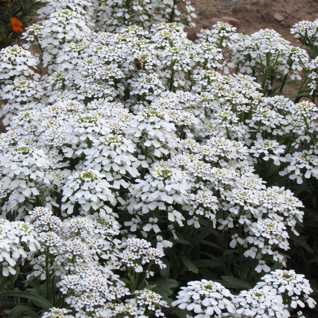 Iberis Géant à fleurs de jacinthe (Samen) - Immergrüne Schleifenblume