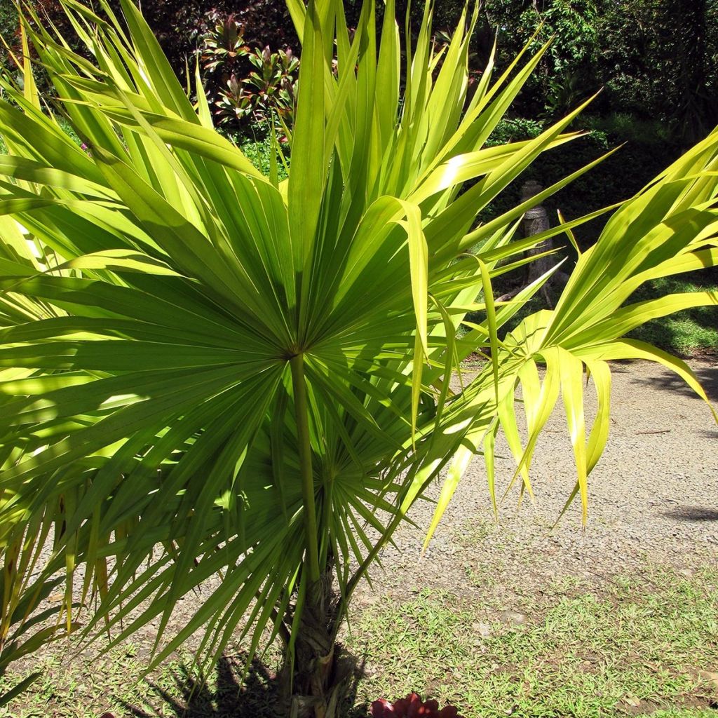 Thrinax radiata - Florida Dreizackpalme