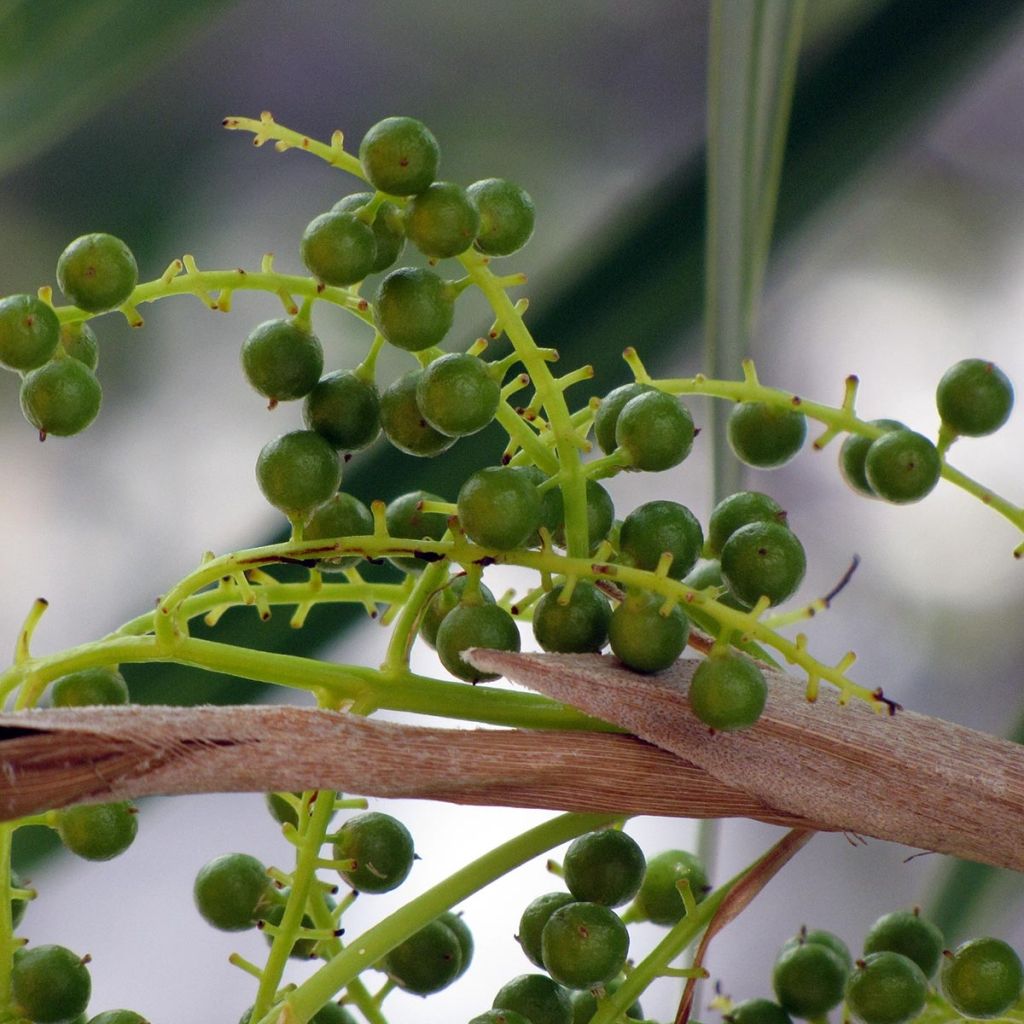 Thrinax radiata - Palmier balai de Floride