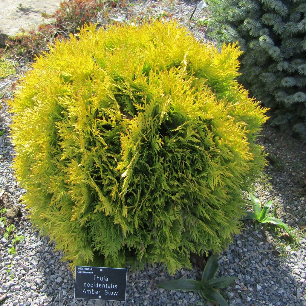 Thuja occidentalis Amber Glow