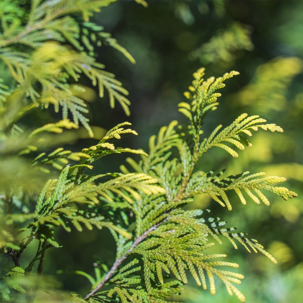 Thuya du Canada - Thuja occidentalis Amber Glow