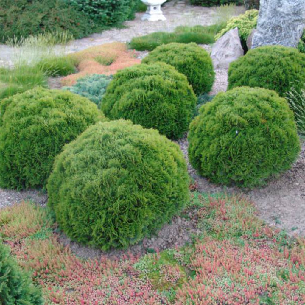 Thuja occidentalis Danica