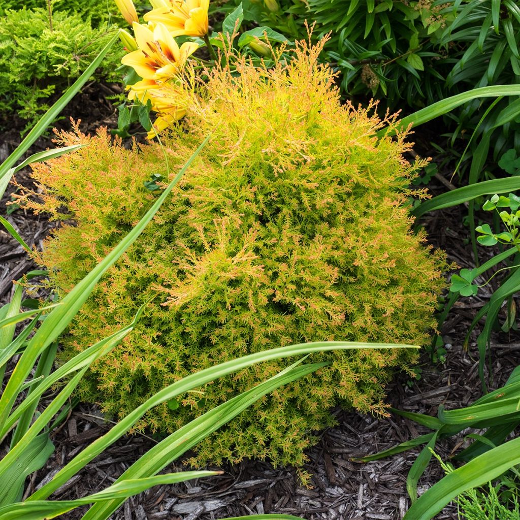 Thuja occidentalis Fire Chief