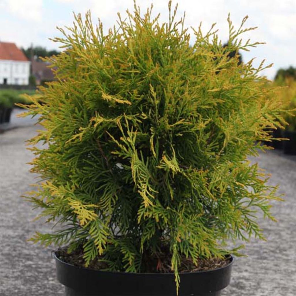 Thuja occidentalis Golden Globe