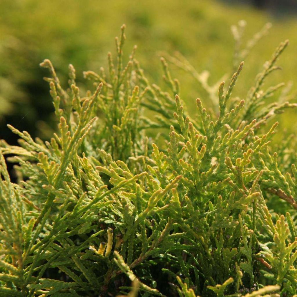 Thuya du Canada - Thuja occidentalis Golden Globe.