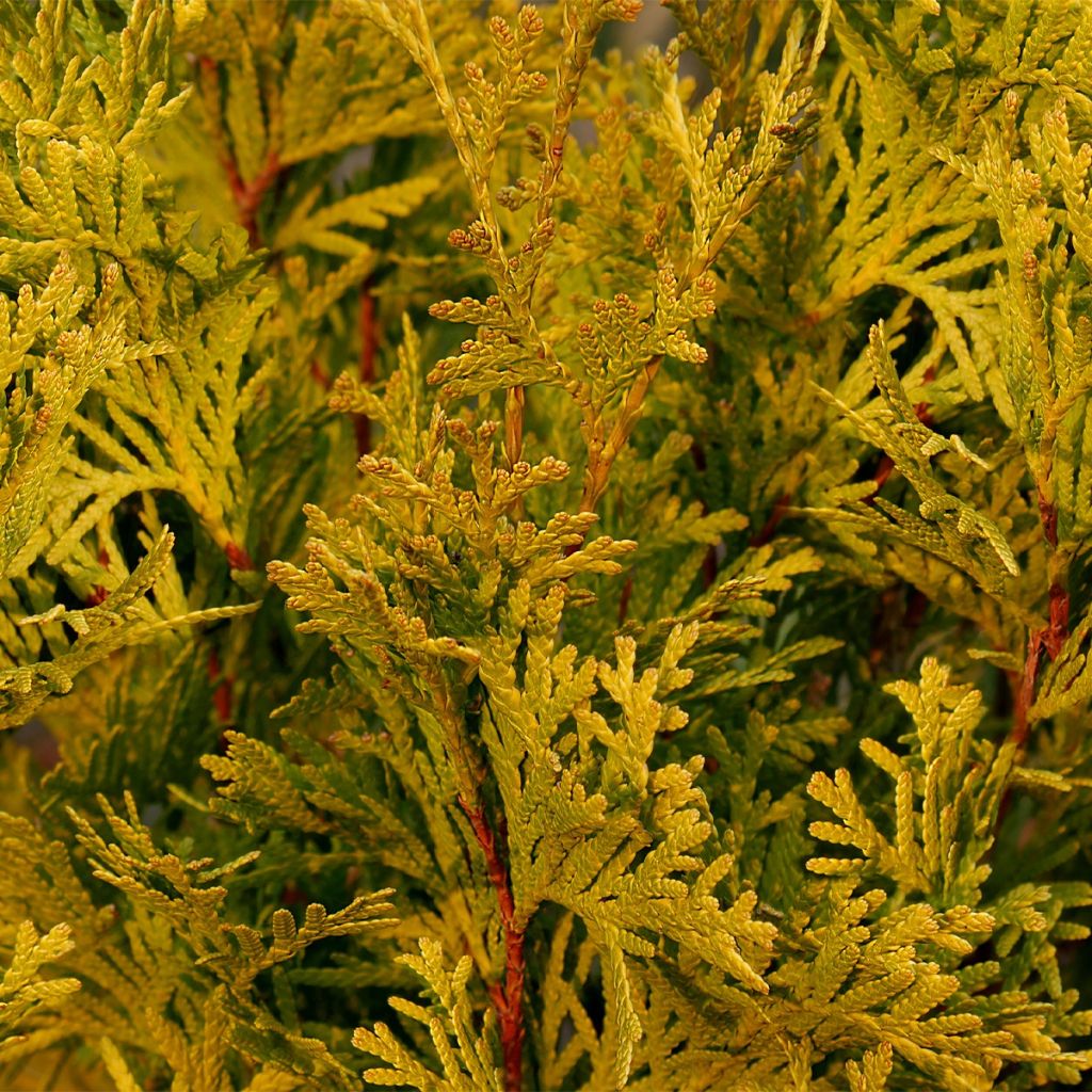 Thuja occidentalis Jantar