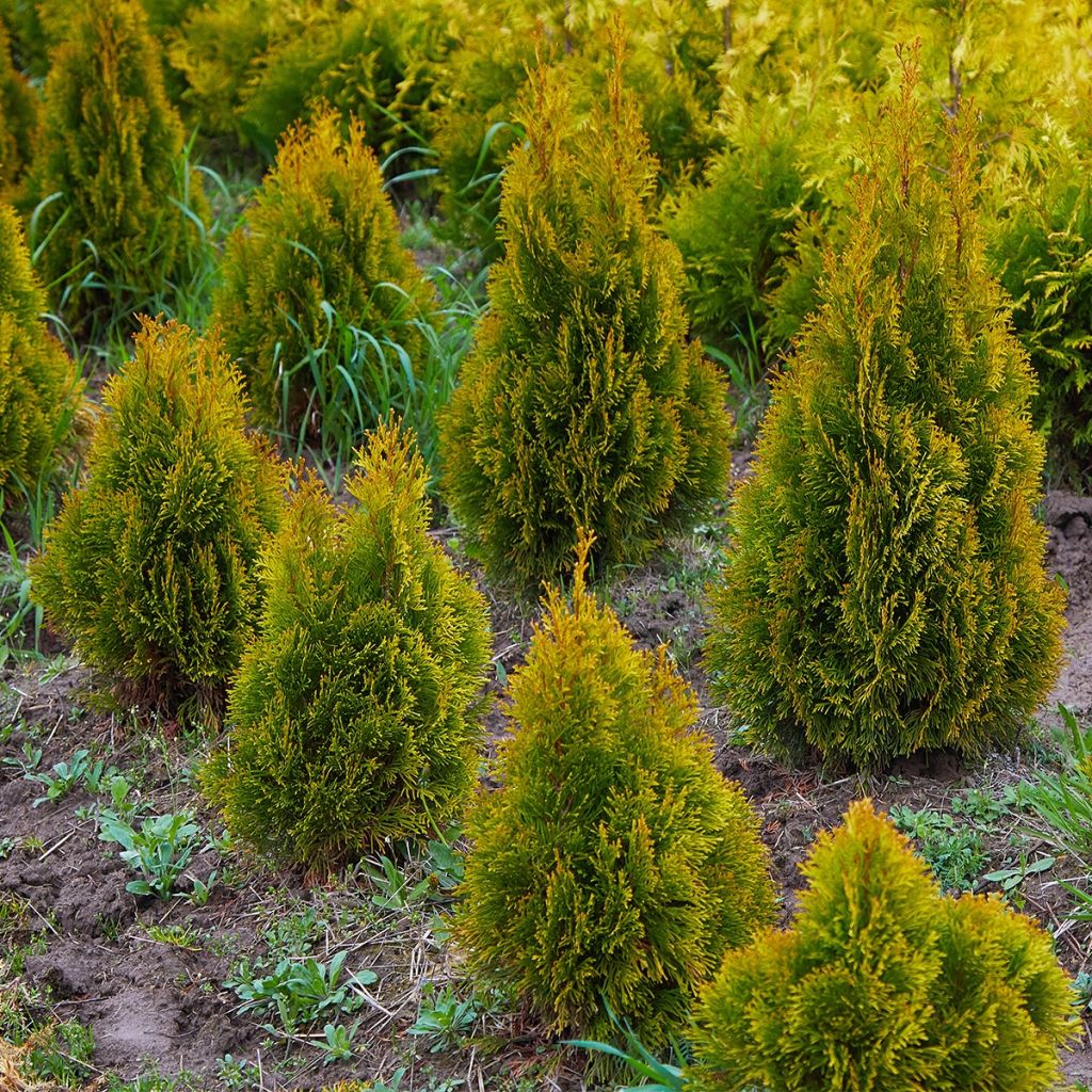 Thuya du Canada - Thuja occidentalis Jantar