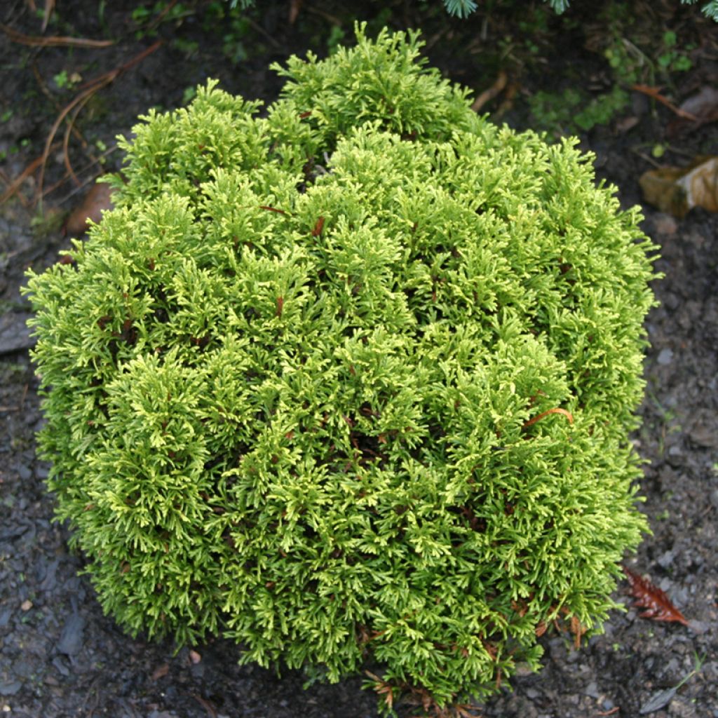 Thuja occidentalis Krasnal - Amerikanischer Lebensbaum