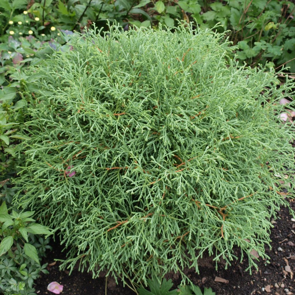 Thuja occidentalis Mr Bowling Ball