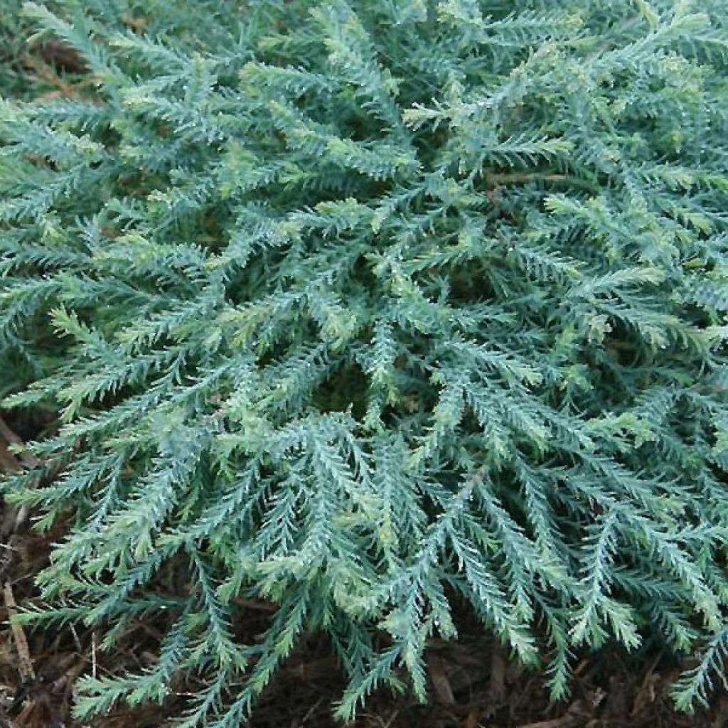 Thuja occidentalis Pancake Concesarini