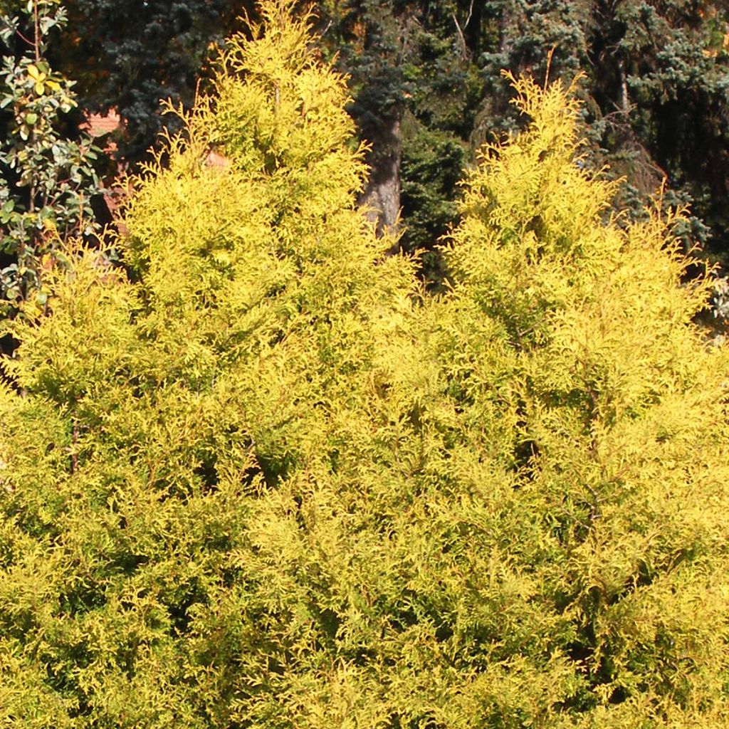 Thuja occidentalis Rheingold