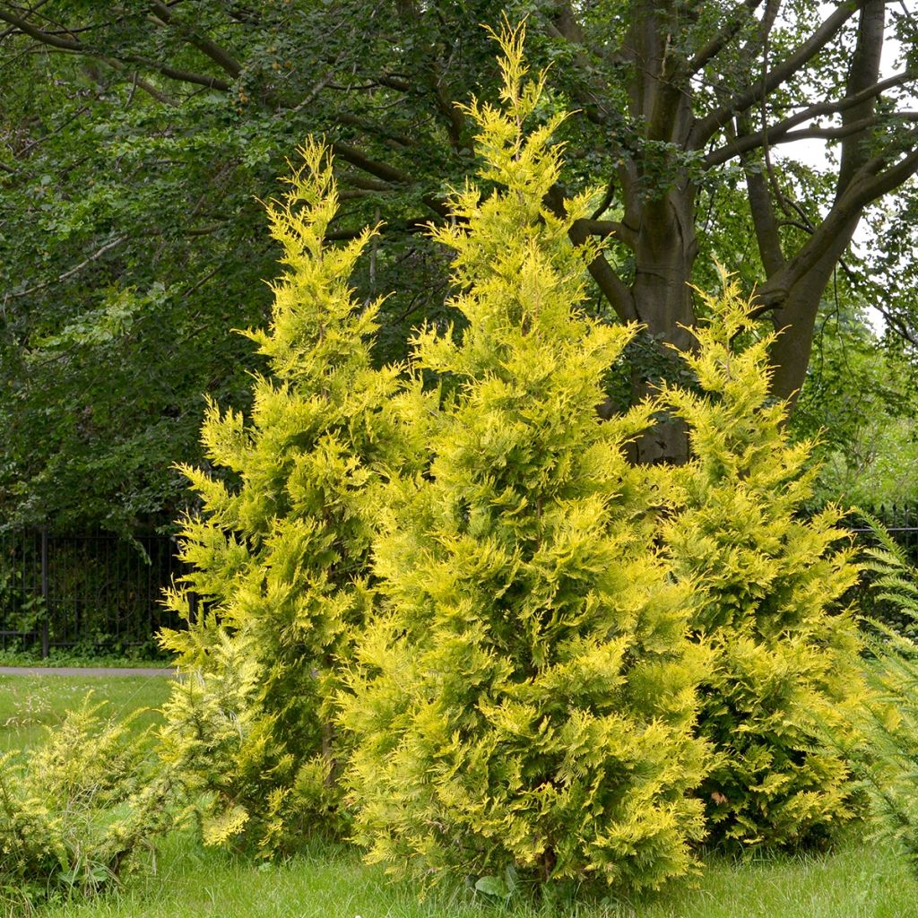 Thuja occidentalis Salland