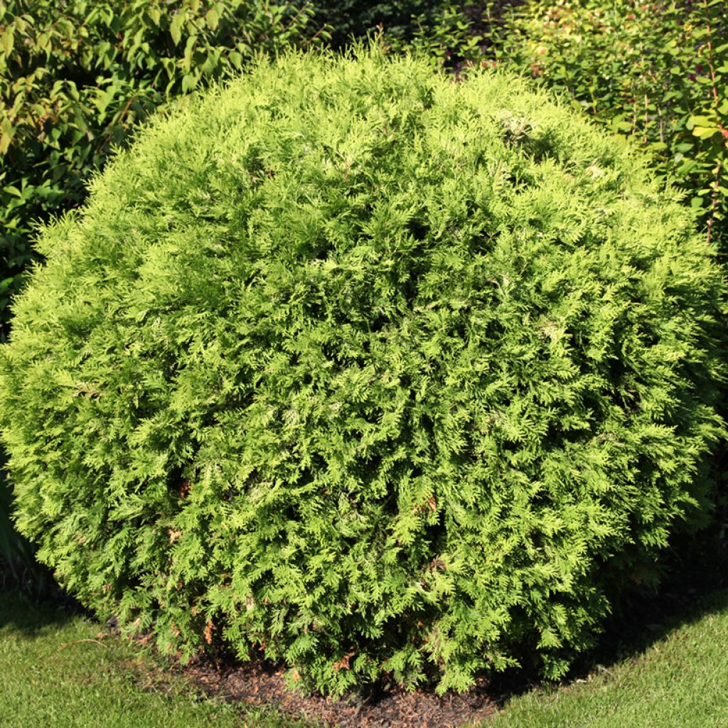 Thuja occidentalis Selena - Amerikanischer Lebensbaum