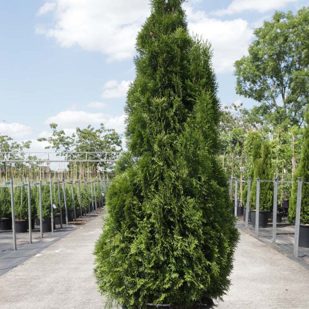 Thuja occidentalis Smaragd