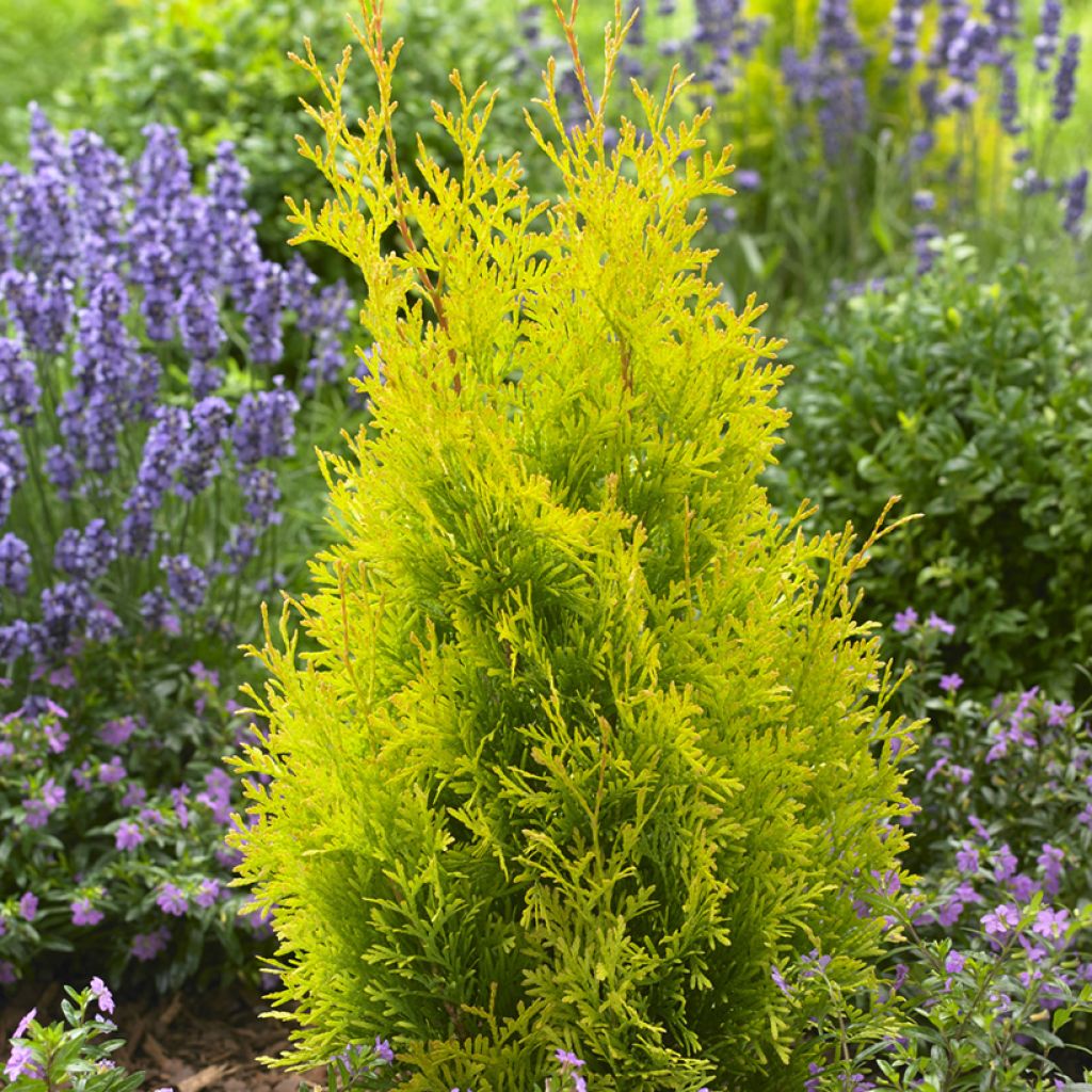 Thuja occidentalis Sunny Smaragd