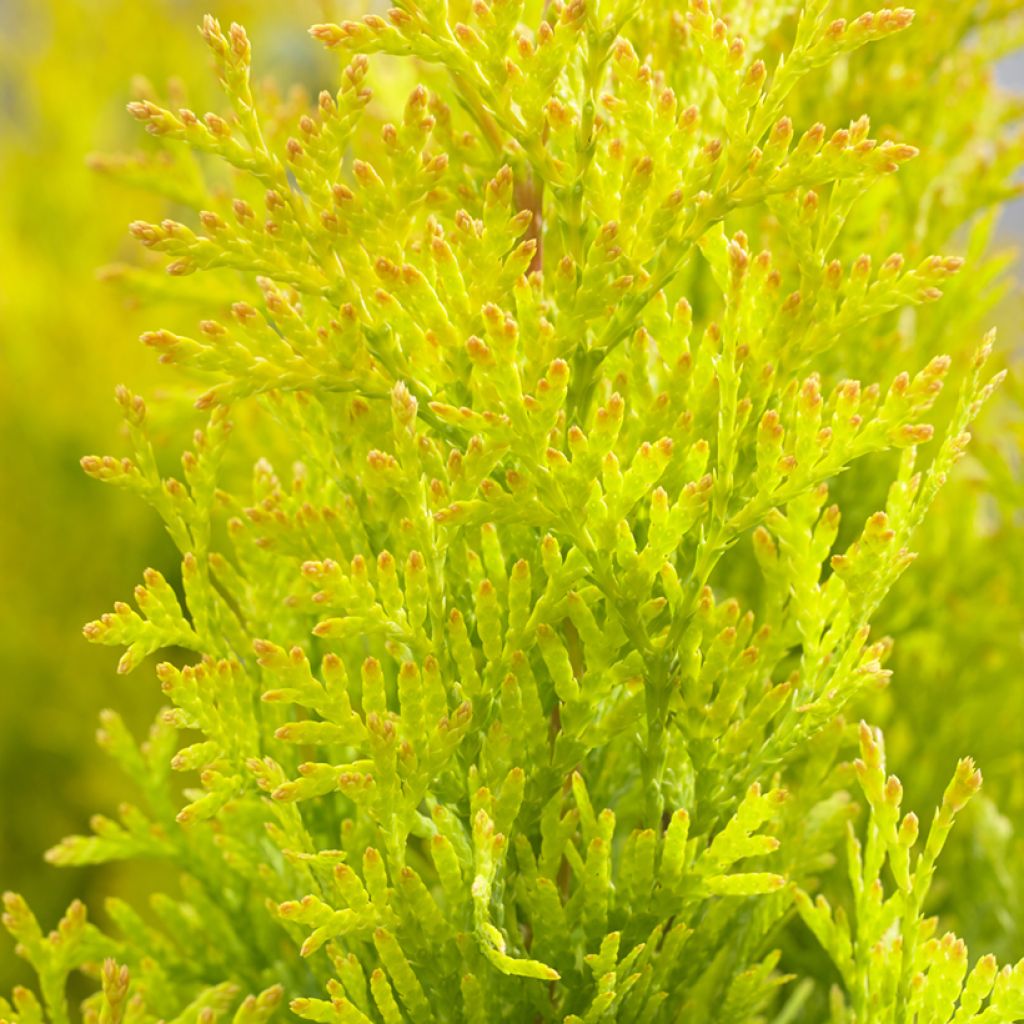 Thuja occidentalis Sunny Smaragd