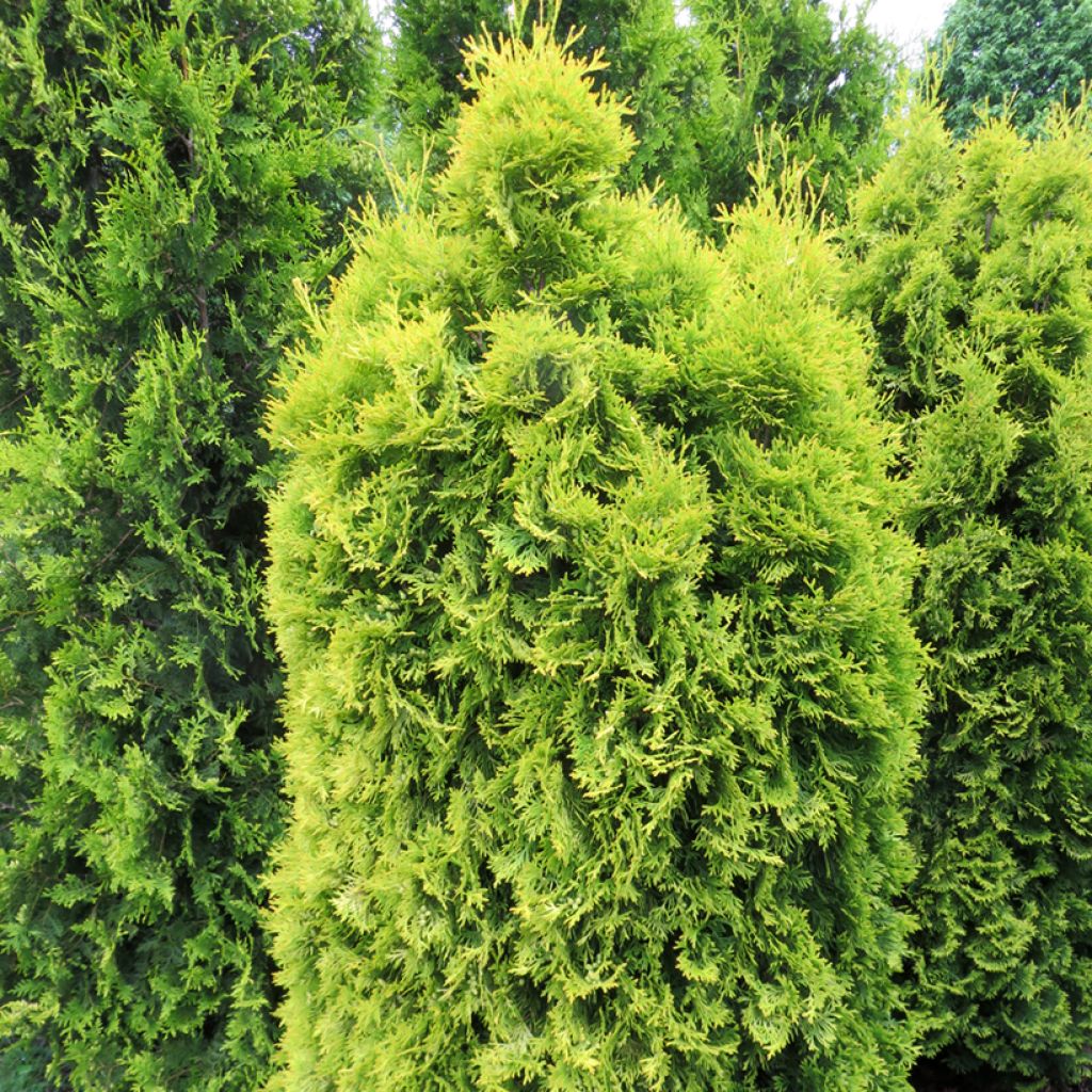 Thuja occidentalis Sunny Smaragd