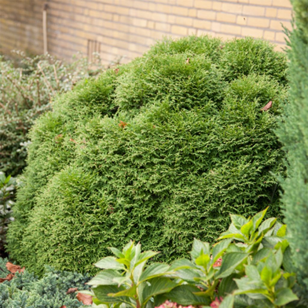 Thuja occidentalis Tiny Tim