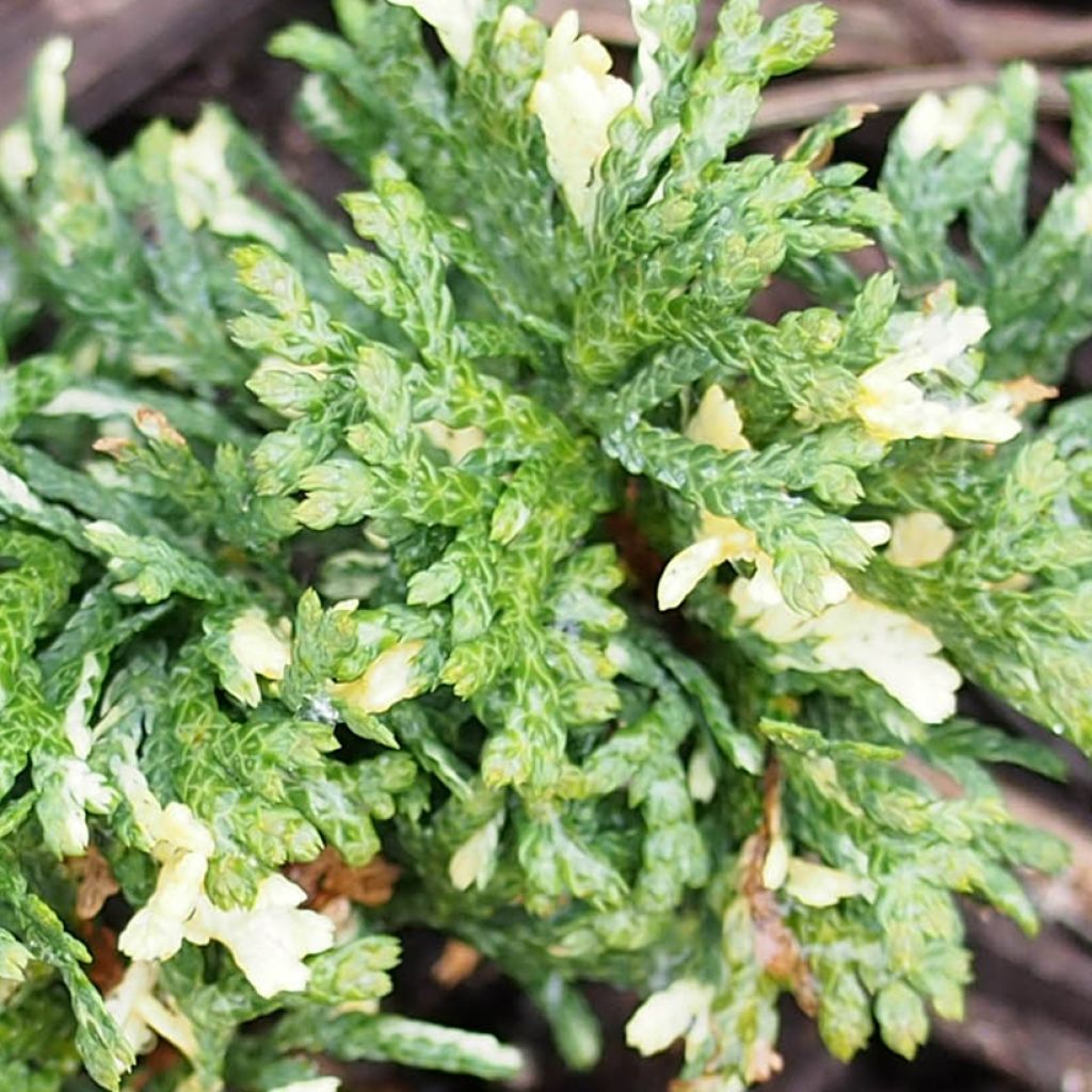 Thuja orientalis Fleck