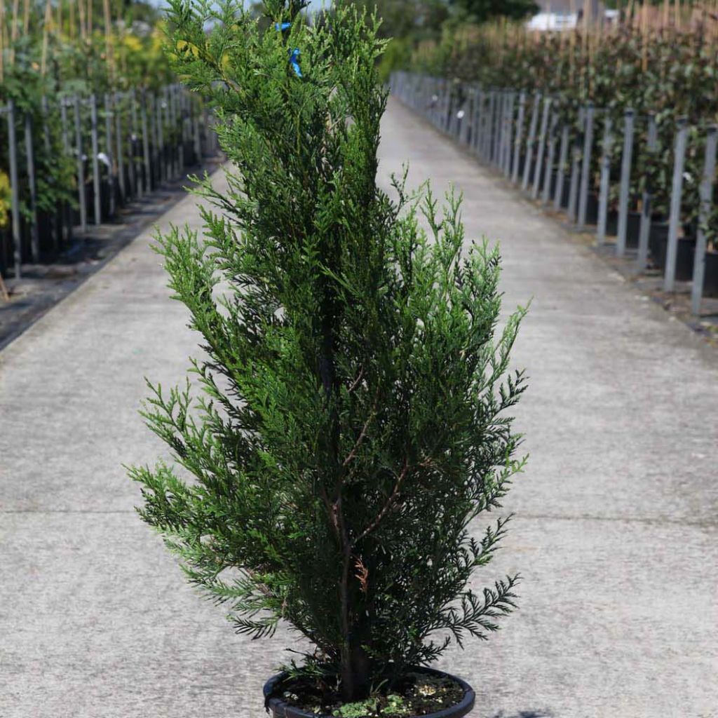 Thuja plicata Atrovirens