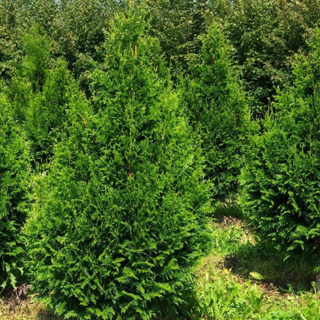 Thuja plicata Can-can