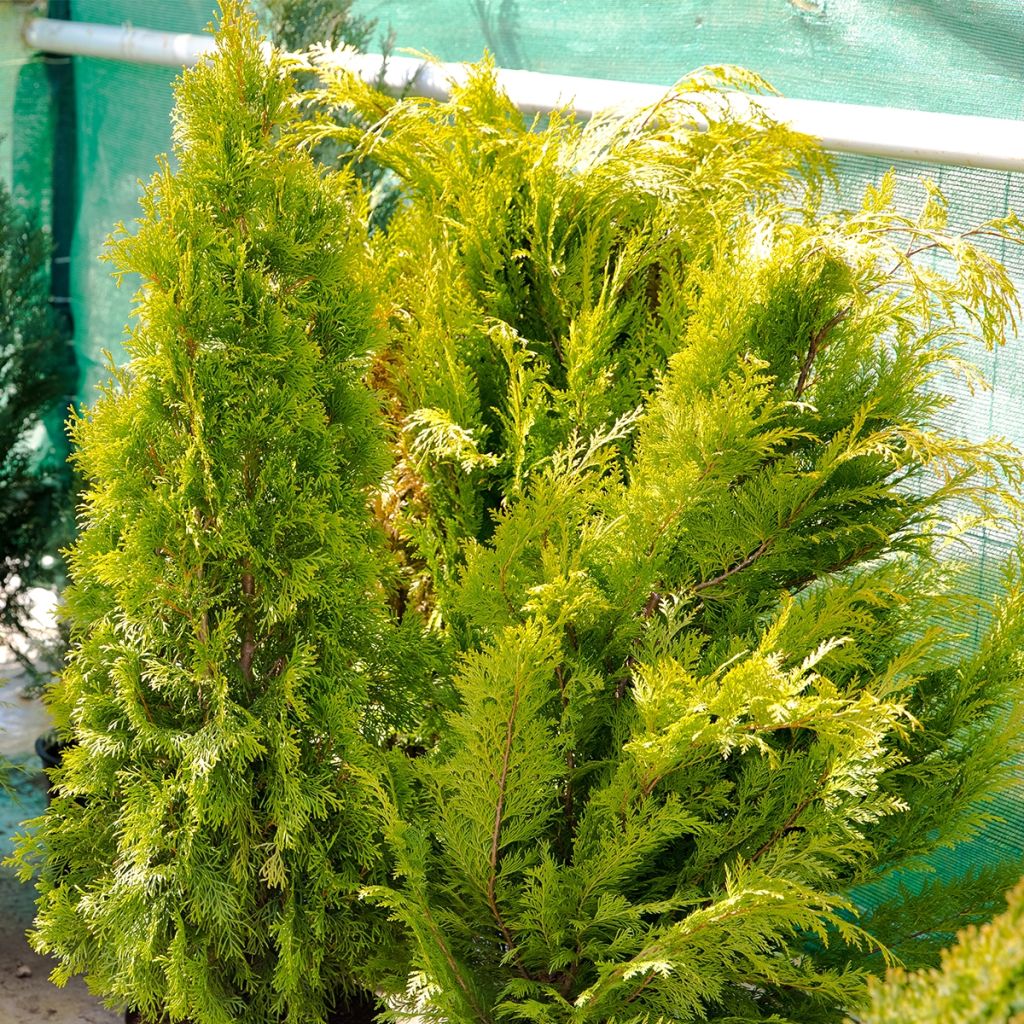 Thuja plicata Martin