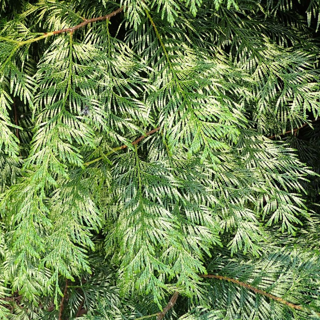 Thuja plicata Zebrina