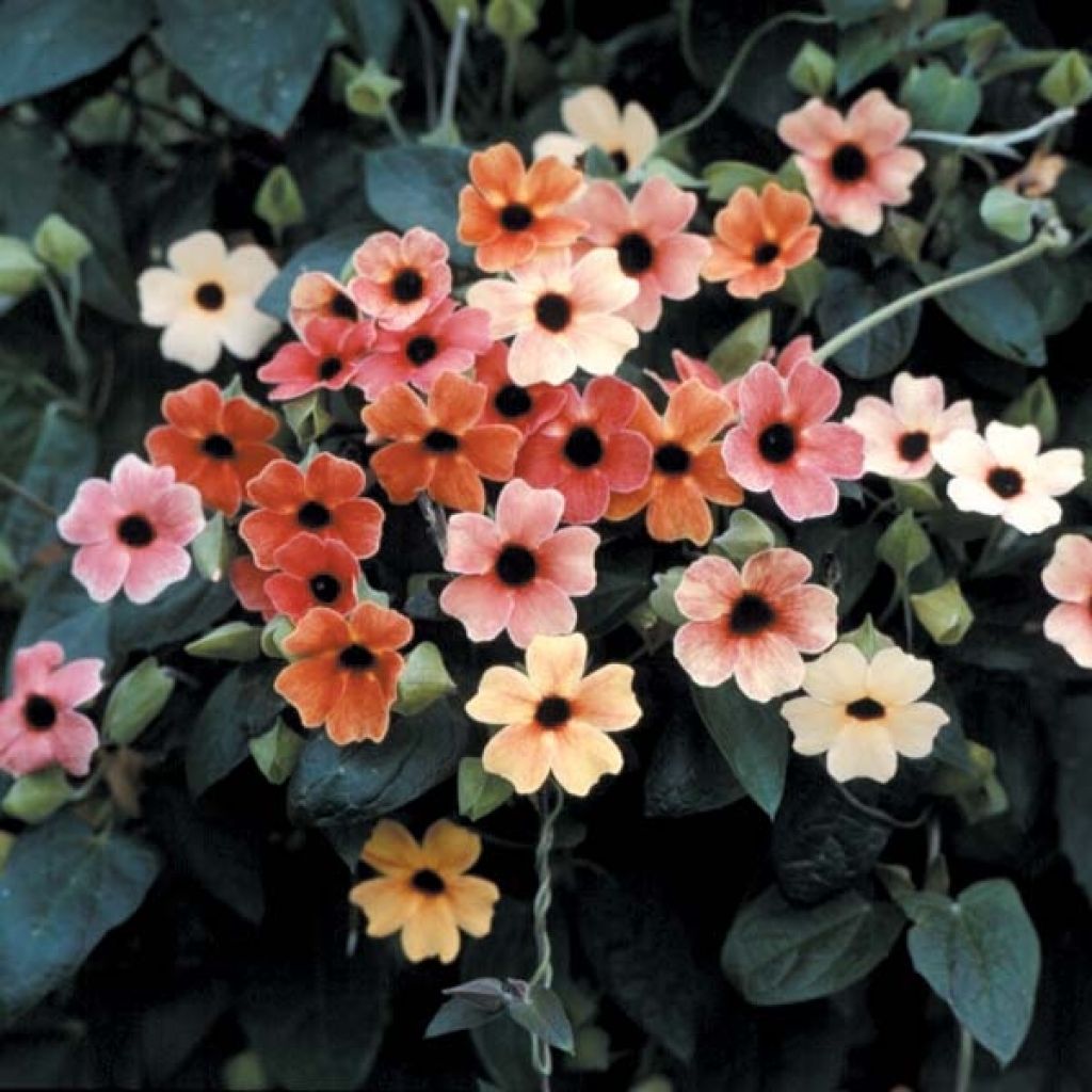 Thunbergia African Sunset (Samen)