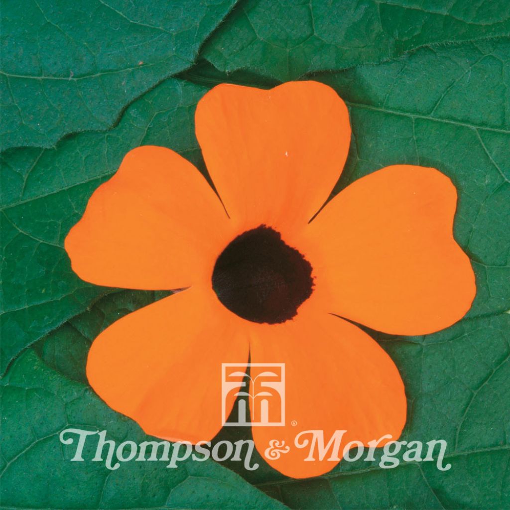 Thunbergia alata Superstar orange (Samen)