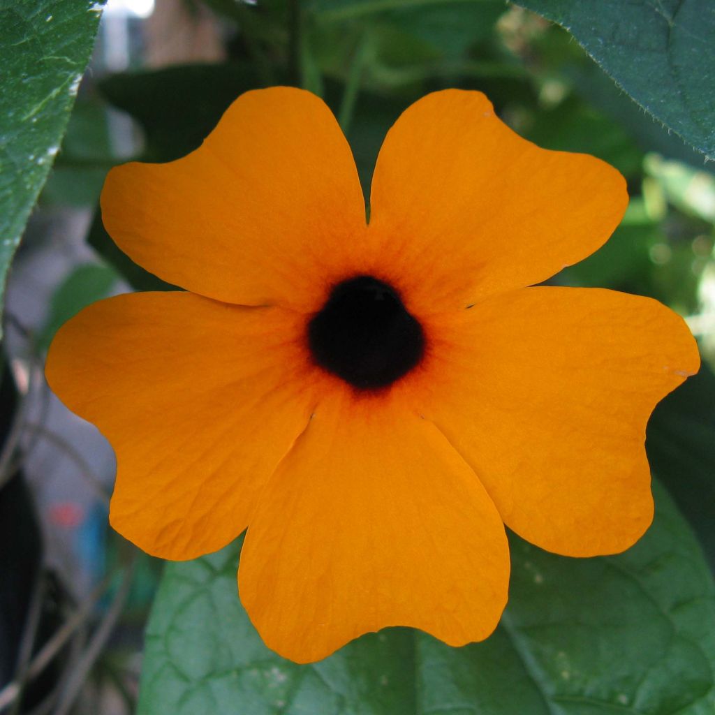 Schwarzäugige Susanne - Thunbergia alata